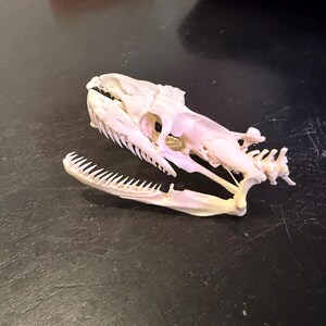 本物のパイソンの頭蓋骨 11 cm ヘビの骨格 剥製 珍品 珍品