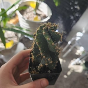 Lexie dodał(a) zdjęcie swoich zakupów