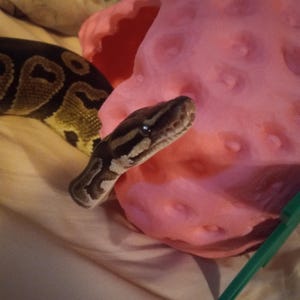 Shelby added a photo of their purchase