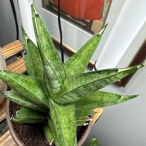 Pete added a photo of their purchase