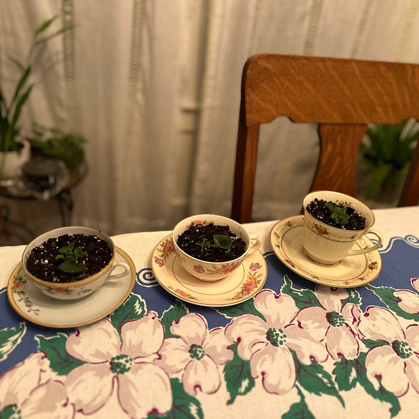 Rob's Pewter Bells Mini African Violet - Etsy