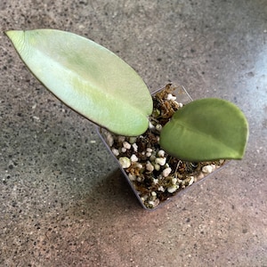 Johanna added a photo of their purchase
