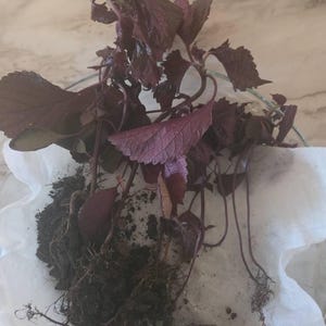 Koko さんが購入した商品の写真を追加しました