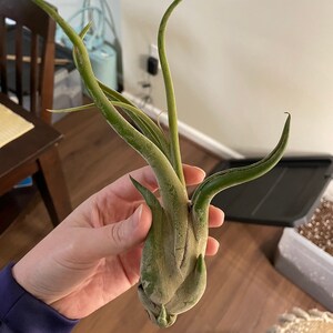 Laura added a photo of their purchase