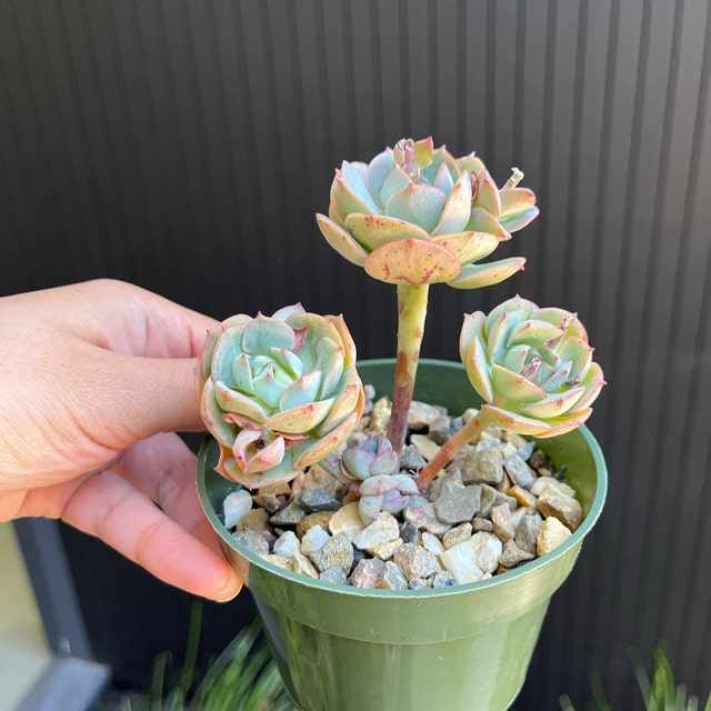 Echeveria Claudia-succulent - Etsy