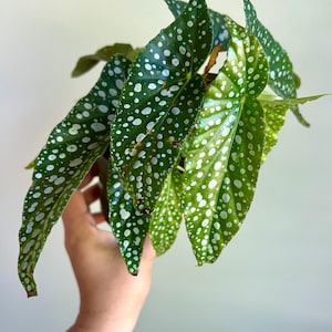 Sandy added a photo of their purchase