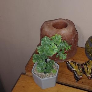 Nikki added a photo of their purchase
