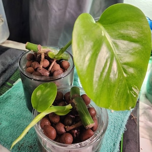 Maria added a photo of their purchase