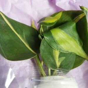 Lisa M-R added a photo of their purchase