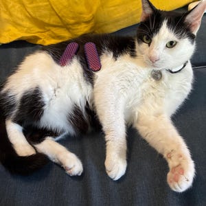 Laurel ha añadido una foto de su compra