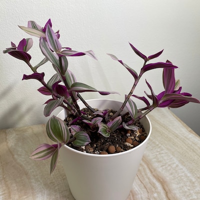 Rare Tradescantia Nanouk Pink Tricolor Wandering Jew Rooted Live Plant ...