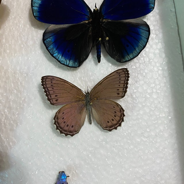 Hoplia Coerulea One Real Metallic Blue Scarab Beetle Unmounted