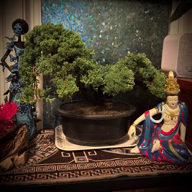 enkianthus campanulatus bonsai Redvein Enkianthus Bonsai Tree – Bella Bonsai Nursery main image 0
