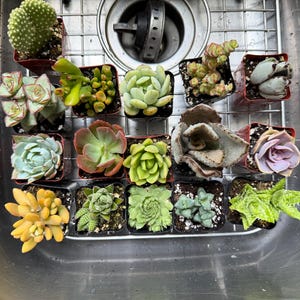 Comprador Etsy adicionaram uma foto da sua compra