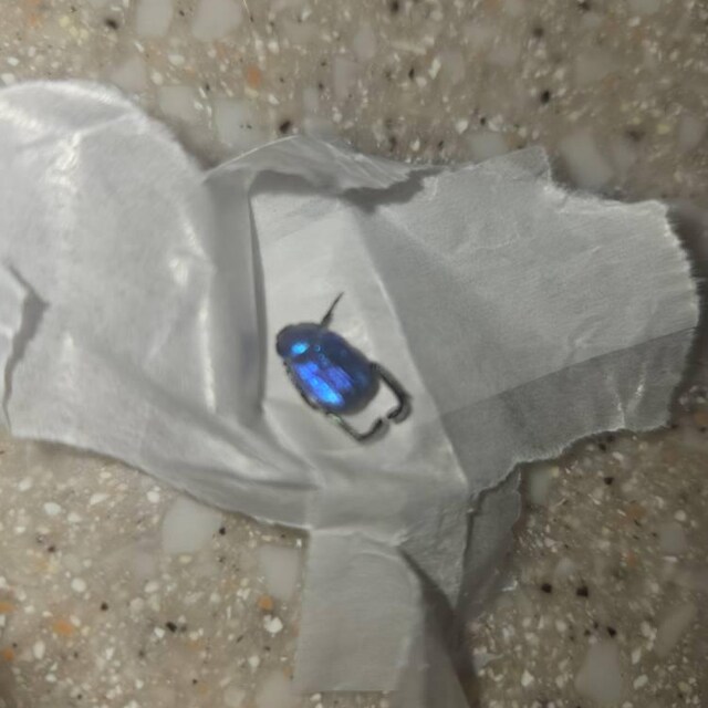 Hoplia Coerulea One Real Metallic Blue Scarab Beetle Unmounted