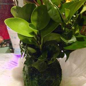 Comprador de Etsy ha añadido una foto de su compra