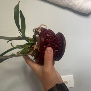 Jacob added a photo of their purchase