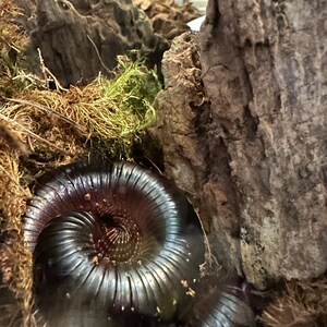 Onyx added a photo of their purchase