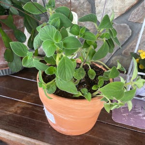 Cheryl hat ein Foto des gekauften Artikels hinzugefügt