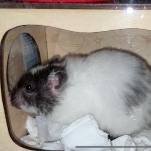 Hamster Tunnel/ Hamster Cave Hideout/ Chamber Rooms/ Hamster | Etsy UK