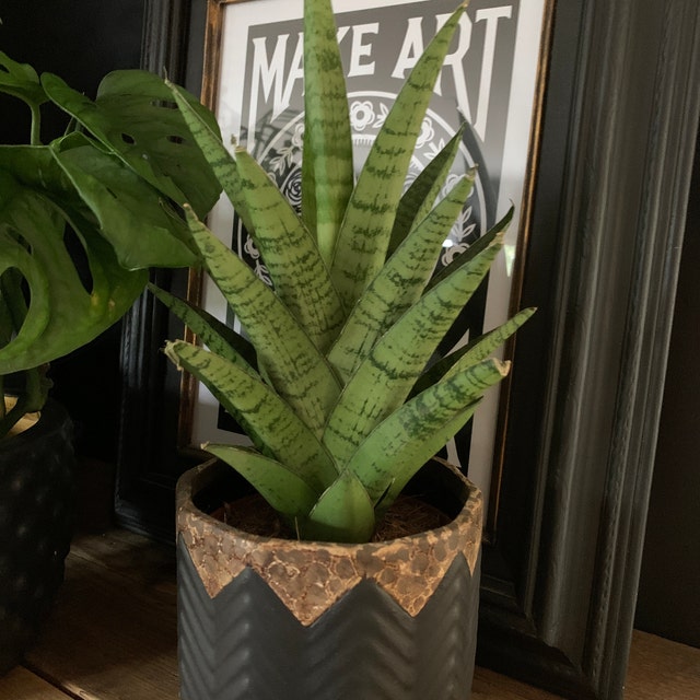 1 X Sansevieria Tough Lady - Snake Plant | Ideal Potted Plant for Home or  Office - Etsy Israel