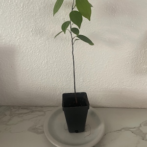Comprador de Etsy ha añadido una foto de su compra