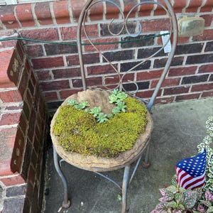 Twisted Moss Syntrichia Ruralis Terrarium Moss Ground Cover - Etsy