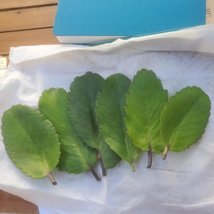 Briana ha añadido una foto de su compra