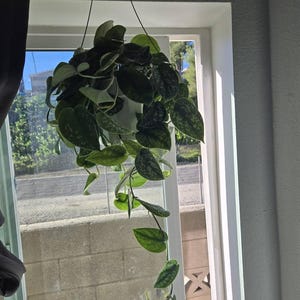 Cindy added a photo of their purchase
