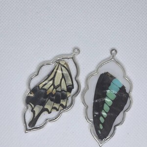本物の蝶の羽：アートやジュエリー用に混合 - 動物実験なし - Etsy 日本