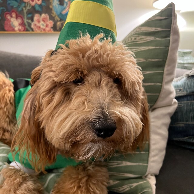 Dog elf booties hot sale