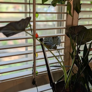 Tamara added a photo of their purchase