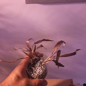 Ryan hat ein Foto des gekauften Artikels hinzugefügt