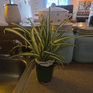 AMY added a photo of their purchase