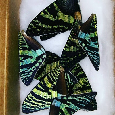 10 Pieces Assorted Green Sunset Moth Urania Rhipheus Butterfly - Etsy