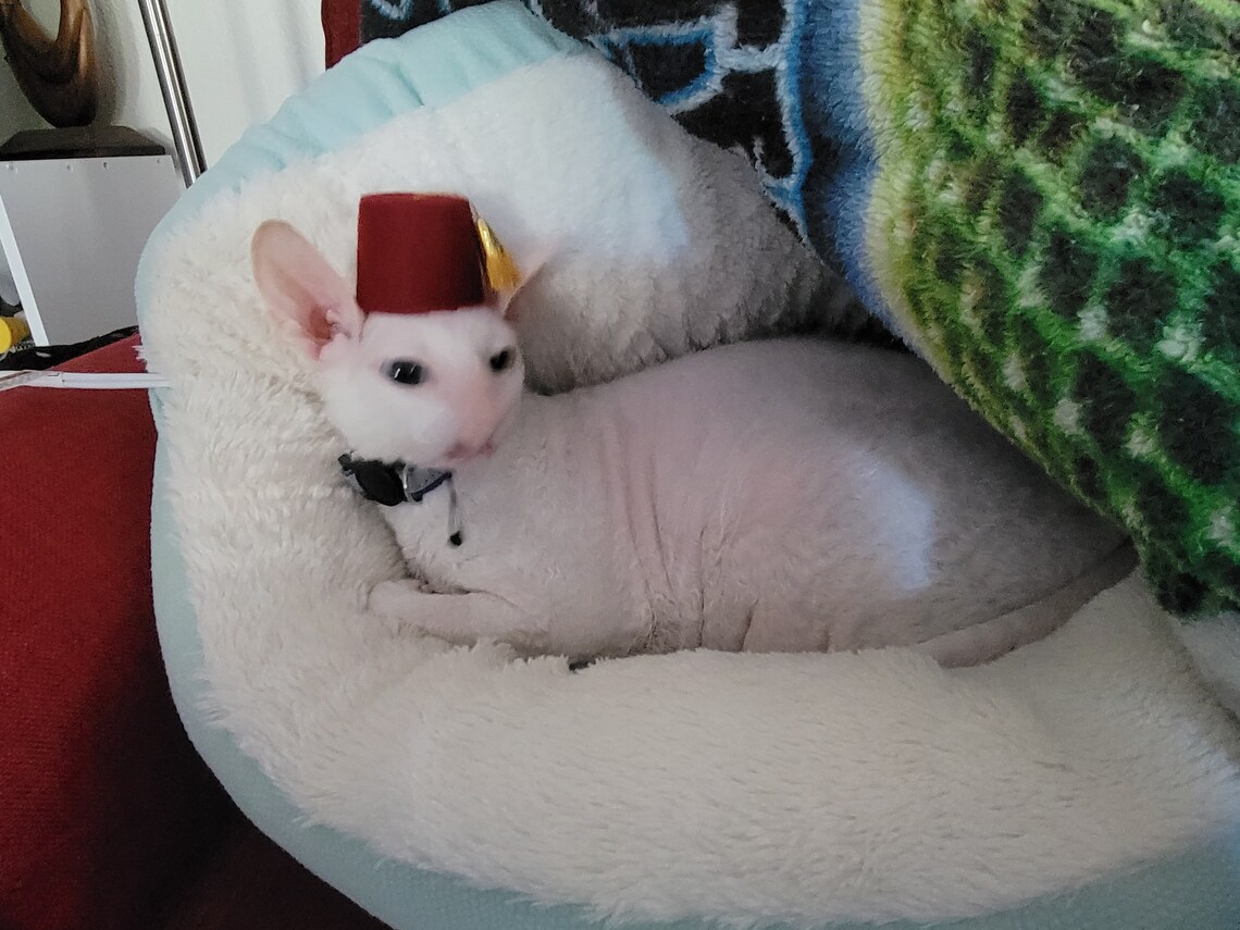 Customer photo of a pet with the Fez Hat mini small pet Cat Dog Hedgehog Vogue