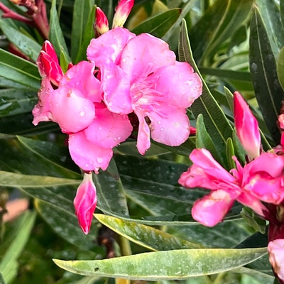 Oleander Calypso Pink Nerium Oleander TREE FORM 10 Inch Pot - Etsy