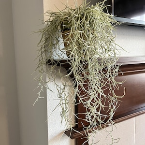 Carmen heeft een foto van zijn/haar aankoop toegevoegd