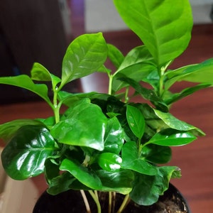 ACatWay added a photo of their purchase
