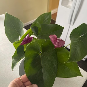 anthurium crystallinum black Anthurium crystallinum Dark, CAR-0212 – Carnivero