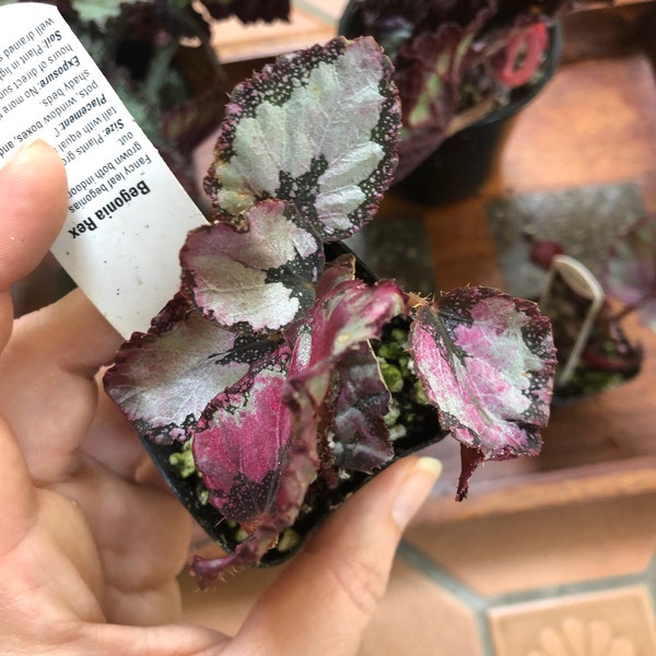 Rex Begonia 'glass Rose' - BFF EXCLUSIVE - Etsy
