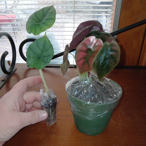 Desert Rose smokey Makeup Adenium Obesum Rare Flower Starter Plant ALL