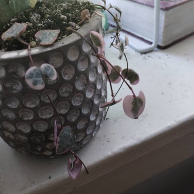 Variegated Hoya Compacta ,variegated Hindu Rope - Etsy