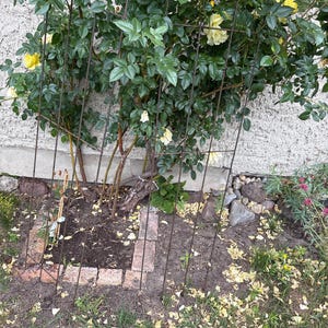 Hartmut added a photo of their purchase
