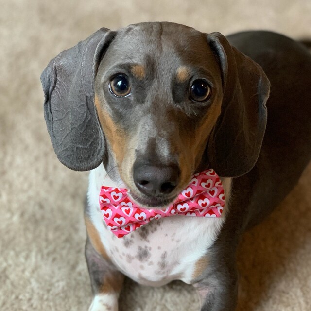 Brite Dachshunds Bow Ties and Collars for Dogs Free shipping Etsy