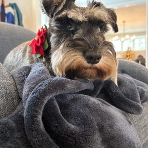 L heeft een foto van zijn/haar aankoop toegevoegd