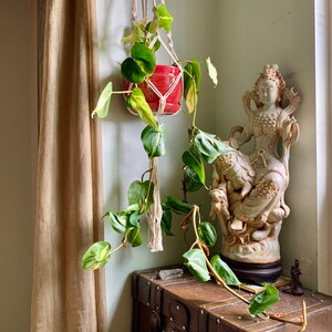 Jennifer - Willow Wisteria added a photo of their purchase