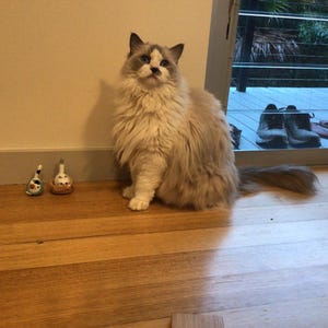 Joyce added a photo of their purchase