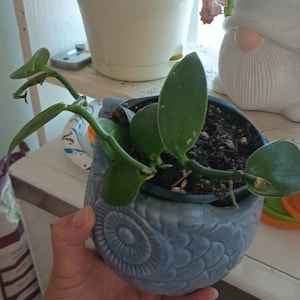 Karissa ha añadido una foto de su compra