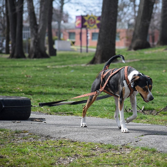 Universal Harness for Dogs Sledding and Weight Pull Harness Combination Etsy